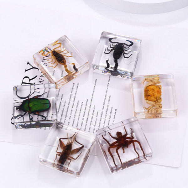 oly-7c53b20c9c97a48e4e64130739de7bc9 Wholesale Square resin insect and animal specimen amber craft ornament