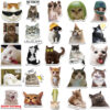 Wholesale 50PCS/PACK celebrity funny cat stickers