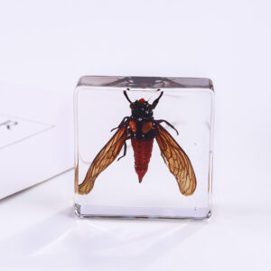 Red Cicada 6 Beats / 38mm*38mm*14mm
