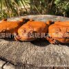 Wholesale [Cross-border Hot Selling] Sugar Cane Toad full-body purse toad toad full-body wallet
