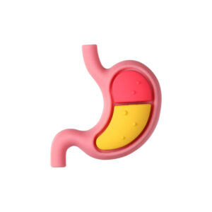 3D Stomach