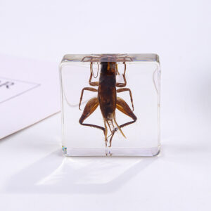 Cricket 6 Beats / 38mm*38mm*14mm