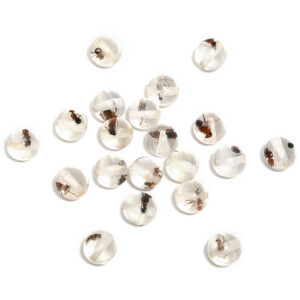 Ant translucent beads (10mm)