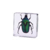 oly-914ac0012e0d115733193897d3efeb52 Wholesale Square resin insect and animal specimen amber craft ornament