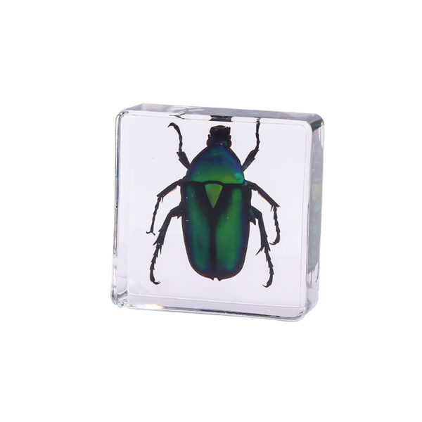 oly-914ac0012e0d115733193897d3efeb52 Wholesale Square resin insect and animal specimen amber craft ornament