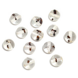 Ant translucent beads (16mm)