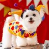 Wholesale Dog Cute Funny Crazy Circus Clown Sweater Halloween Cat suit Pet Dog Spring Autumn Winter Clothes