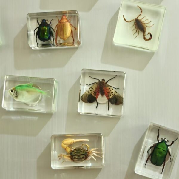 Wholesale Creative Real Insect Refrigerator Magnet Tourist Attractions Cultural and Creative Gift Souvenirs Cute Three-dimensional Magnetic Refrigerator Magnet
