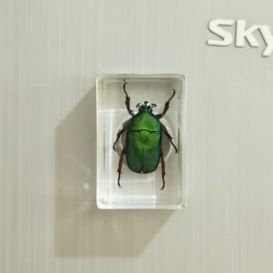 Golden turtle 4.4*2.9cm