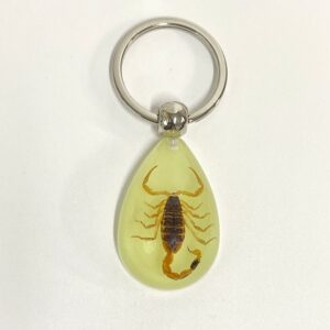 6 yellow scorpions / 39mm*25mm*15mm