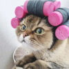 Wholesale cute and funny pet headgear