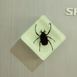 Glow-in-the-dark antlers and turtles 3.8*3.8cm