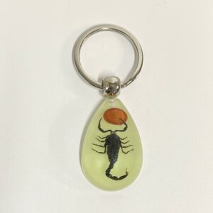 Red bean black scorpion 6 / 39mm*25mm*15mm