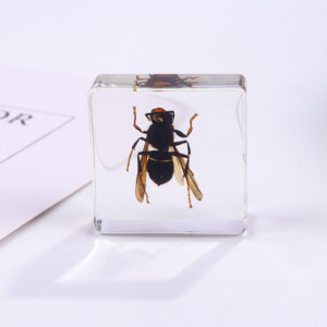 Wasp 6 Beats / 38mm*38mm*14mm