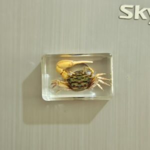 Tide crabs 4.4*2.9cm