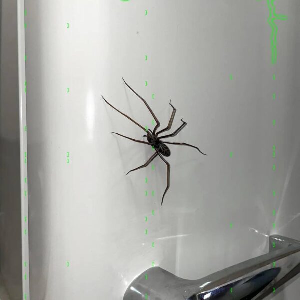 Wholesale Cross-border Amazon New 2025 Spider Fridge Magnets Home Spider Magnet Refrigerator