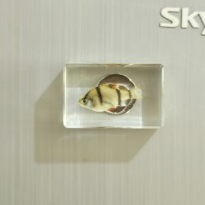 Tiger skin fish 4.4*2.9cm