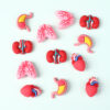 oly-cc9b4d852b758201486ec0924f646b18 Wholesale Medical and Nursing Educational Silicone Beads