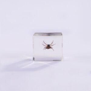 Horned Spider 6 Beats / 38mm*38mm*14mm