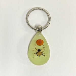 Red Bean Spider 6 / 39mm*25mm*15mm