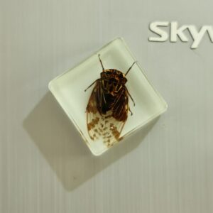 Glow-in-the-dark cicada 3.8*3.8cm