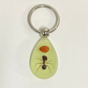 Red bean ants start from 6 / 39mm*25mm*15mm