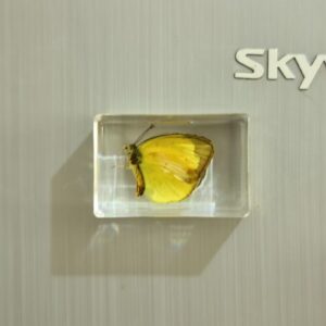 Yellow pink butterfly 4.4*2.9cm