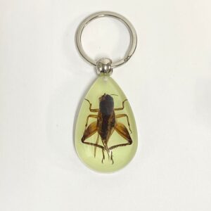 Cricket / 4.5*3.1*1.5