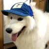 Wholesale Cute Pet Cap Golden Hair Koji Fa Dou Teddy Small Medium and Large Dog Dog Baseball Cap with Exposed Ears