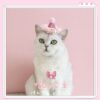 oly-21a63b73adaee12faa38d7c01cb8a120 Wholesale Pet Cat Dog Fairy Lace Sequins Stereo Birthday Hat Five-pointed Star Headdress Bow Wedding Princess