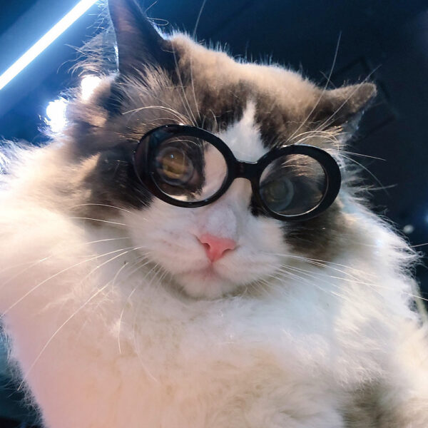 oly-2eeaedca4d940c5b06d7963892a0c6d5 Wholesale Pet cat dog glasses Teddy than bear method bucket windproof sunglasses Beach beach photo sunglasses