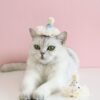 oly-36998e50cf0af924615b7faa9028a216 Wholesale Pet Cat Dog Fairy Lace Sequins Stereo Birthday Hat Five-pointed Star Headdress Bow Wedding Princess