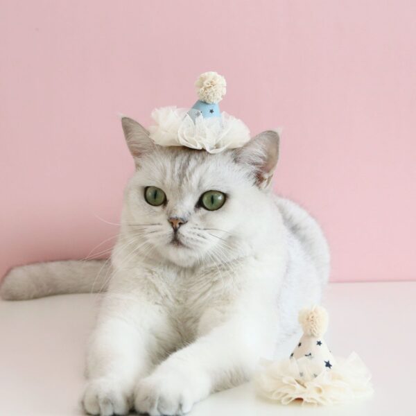 oly-36998e50cf0af924615b7faa9028a216 Wholesale Pet Cat Dog Fairy Lace Sequins Stereo Birthday Hat Five-pointed Star Headdress Bow Wedding Princess