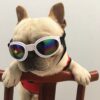 oly-3e878357ea462bf67f22436f30c12d56 Wholesale Pet dog glasses sunglasses windproof sun protection goggles Teddy medium and small dog bucket photography props sunglasses