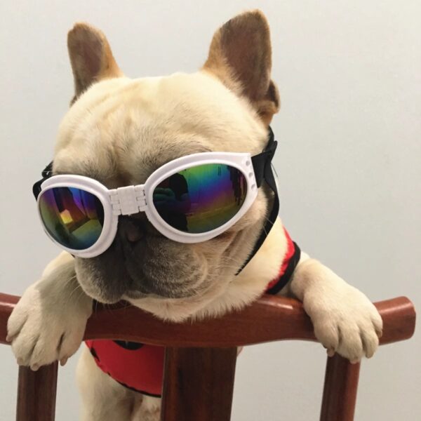 oly-3e878357ea462bf67f22436f30c12d56 Wholesale Pet dog glasses sunglasses windproof sun protection goggles Teddy medium and small dog bucket photography props sunglasses