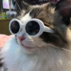 oly-61962ff69b1bc4adfbf85c5193475a08 Wholesale Pet cat dog glasses Teddy than bear method bucket windproof sunglasses Beach beach photo sunglasses