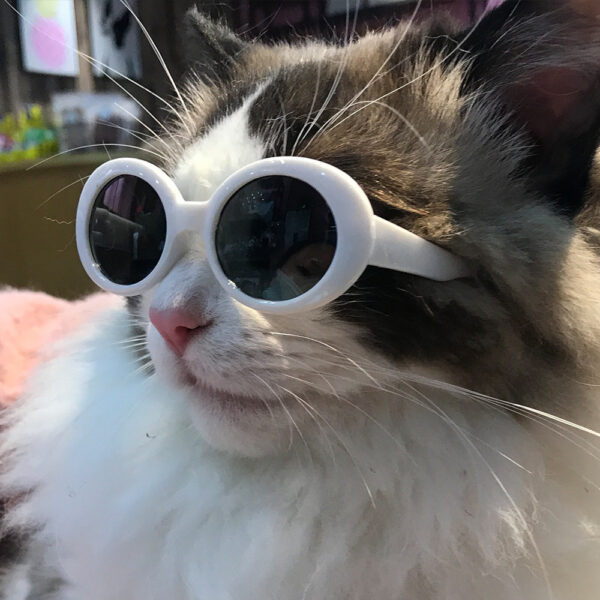oly-61962ff69b1bc4adfbf85c5193475a08 Wholesale Pet cat dog glasses Teddy than bear method bucket windproof sunglasses Beach beach photo sunglasses