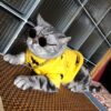 Wholesale 20cm doll glasses pet dog cat toy sunglasses photo round frame personalized small glasses sunglasses