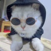 oly-6af2fdc97186ff34708d219cc009e48f Wholesale Pet eyewear manufacturer offers in-stock hip-hop and quirky eyewear for cats and dogs, trendy accessories, and pet sunglasses.