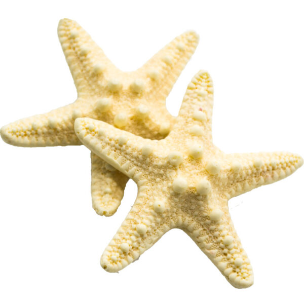 oly-71fa653fc148c95fcb77ec9546a51793 Wholesale resin starfish hairpin duck bill clip Korean hair accessories headdress wholesale female manufacturers