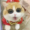 oly-8cf146f9d5031b3b0636aac9c2905091 Wholesale Pet eyewear manufacturer offers in-stock hip-hop and quirky eyewear for cats and dogs, trendy accessories, and pet sunglasses.