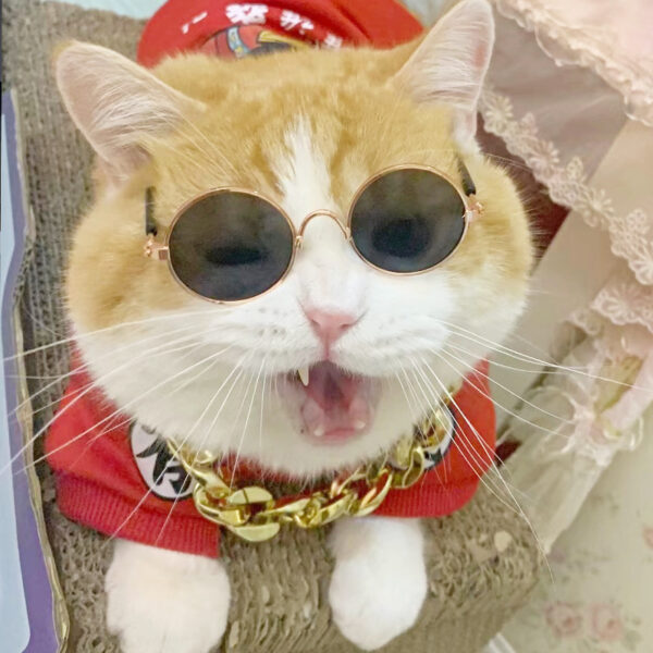 oly-8cf146f9d5031b3b0636aac9c2905091 Wholesale Pet eyewear manufacturer offers in-stock hip-hop and quirky eyewear for cats and dogs, trendy accessories, and pet sunglasses.