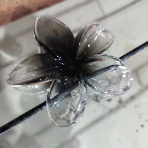 Black franthemum / Standard