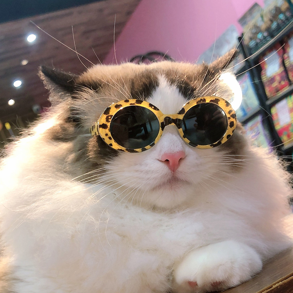 Wholesale Pet cat dog glasses Teddy than bear method bucket windproof sunglasses Beach beach photo sunglasses