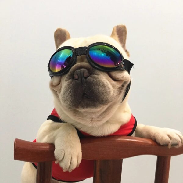 oly-f0721edf28800fb34eb444ab675c8dd4 Wholesale Pet dog glasses sunglasses windproof sun protection goggles Teddy medium and small dog bucket photography props sunglasses