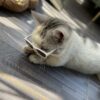Wholesale  Pet Glasses Dog Glasses Cat Glasses Free Shipping Wholesale Plastic Large Frame Repair Glasses Sunglasses