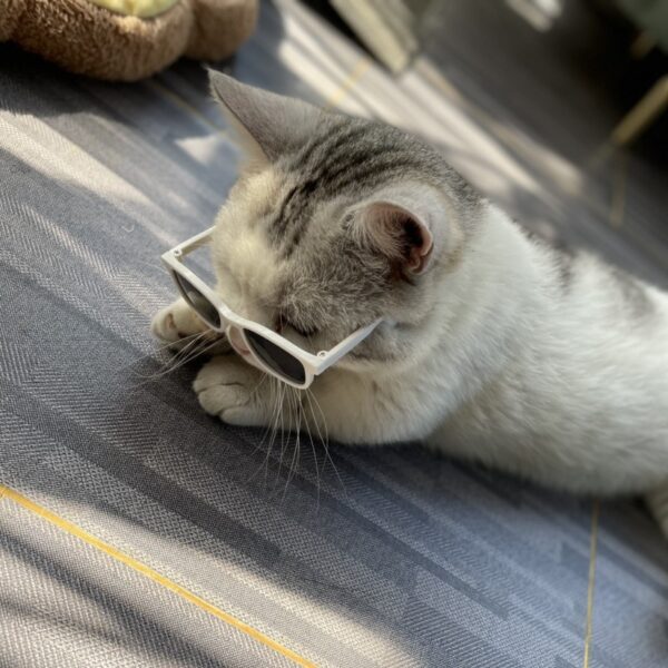 Wholesale  Pet Glasses Dog Glasses Cat Glasses Free Shipping Wholesale Plastic Large Frame Repair Glasses Sunglasses