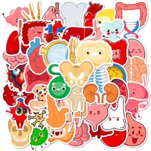 Wholesale 50 Cute Human Organ Stickers to Learn Cross-border Cartoon Human Organ Children's Early Education Stickers Creative