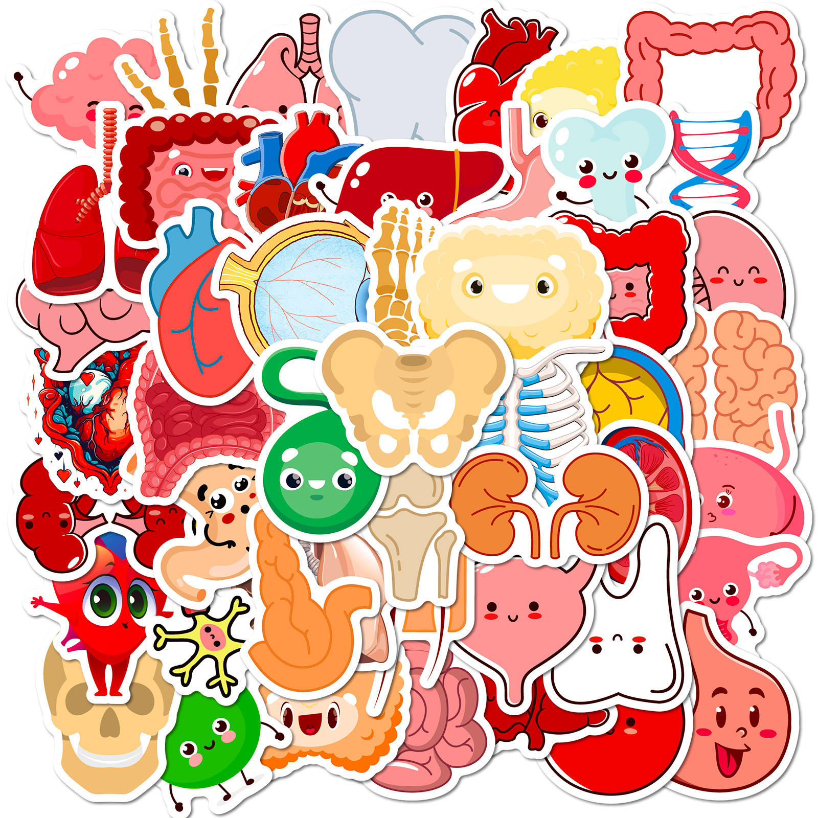 Wholesale 50 Cute Human Organ Stickers to Learn Cross-border Cartoon Human Organ Children's Early Education Stickers Creative