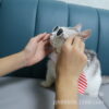 Wholesale  Pet Glasses Dog Glasses Cat Glasses Free Shipping Wholesale Plastic Large Frame Repair Glasses Sunglasses